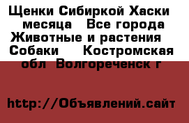 Щенки Сибиркой Хаски 2 месяца - Все города Животные и растения » Собаки   . Костромская обл.,Волгореченск г.